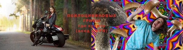 индика Новозыбков